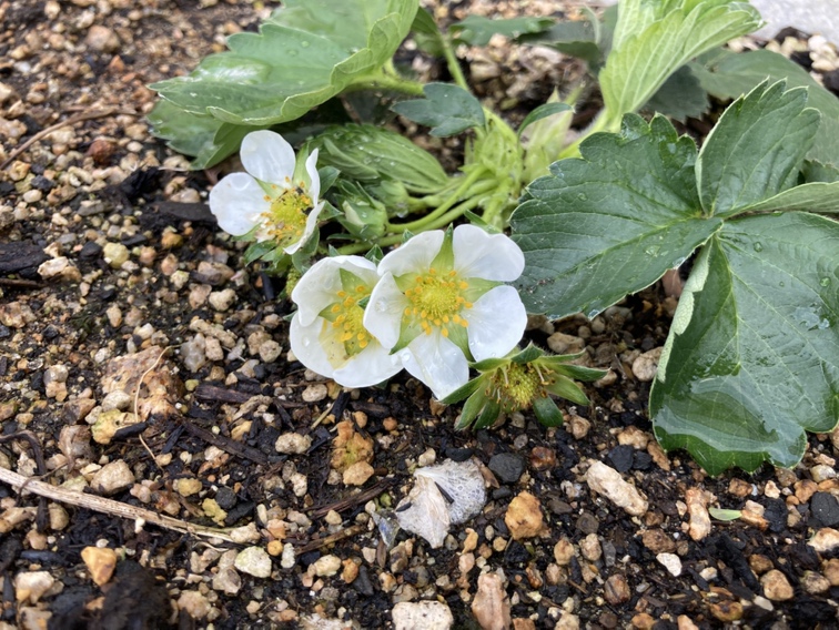 🍓もうすぐ・・・？サムネイル画像